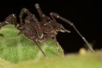 Media type: image;   Invertebrate Zoology 140069
